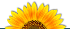 sunflower top